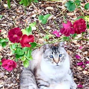 Meet your Posher, Ella